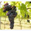 Tour del vino Montecarlo DOC da Lucca - immagine 2