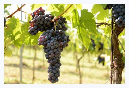 Super Tuscan Wine Small Group Tour (from Viareggio) - Image 2