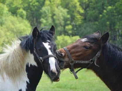 Horse riding in Tuscany (from Montecatini) - Image 3