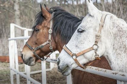 Horse riding in Tuscany (from Montecatini) - Image 4