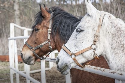 Horse riding in Tuscany from Lucca - Image 4