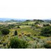 Tour del vino Montecarlo DOC da Lucca - immagine 4