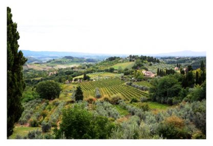 SuperTuscan Wine Tour of Montecarlo small group (from Lucca) - Image 4