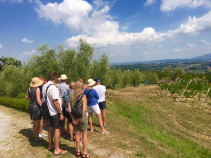 Wine Tour of Lucca Hills from Lucca - Image 6