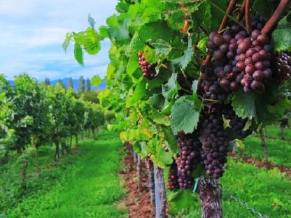 Tour Privato: Vinci & Vino Chianti (da Lucca) - immagine 2