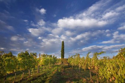Exclusive Chianti Classico Wine Tasting with Gourmet PICNIC - Image 2