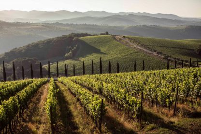 Exclusive Chianti Classico Wine Tasting with Gourmet PICNIC - Image 6
