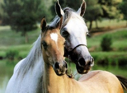 Horse Riding (from Pisa) - Image 2
