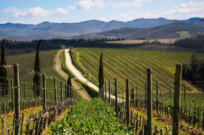 Lussuosa Degustazione Privata di Vino Chianti e Brunello - immagine 7