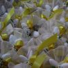 Wedding Planner: Party Favors - Image 2