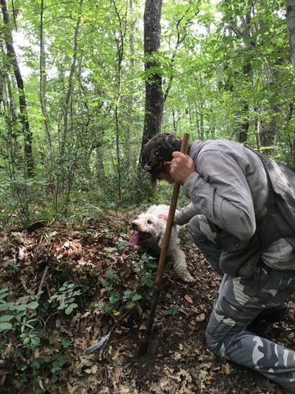 Truffle Hunting in Tuscany Private tour (from Florence) - Image 4