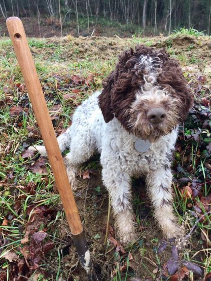 Truffle Hunting in Tuscany Private tour (from Florence) - Image 5