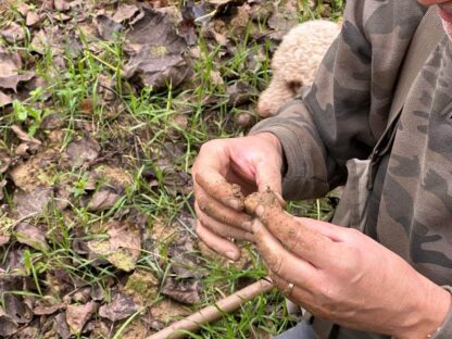 Truffle Hunting in Tuscany Private tour from Lucca - Image 10