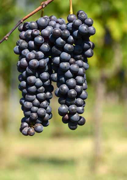 Tour Privato del vino Montecarlo DOC (da Viareggio) - immagine 8